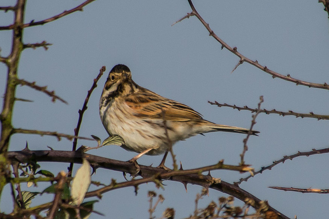 Reed Bunting - DSB 2277