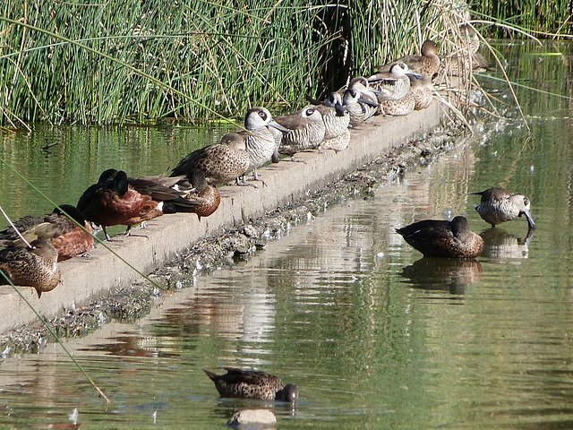 pink-eared duck and teal