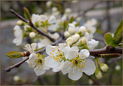 On a corner on which people lived sixty years ago but the roads were widened, and the houses torn down, but a few plum trees continue to grow