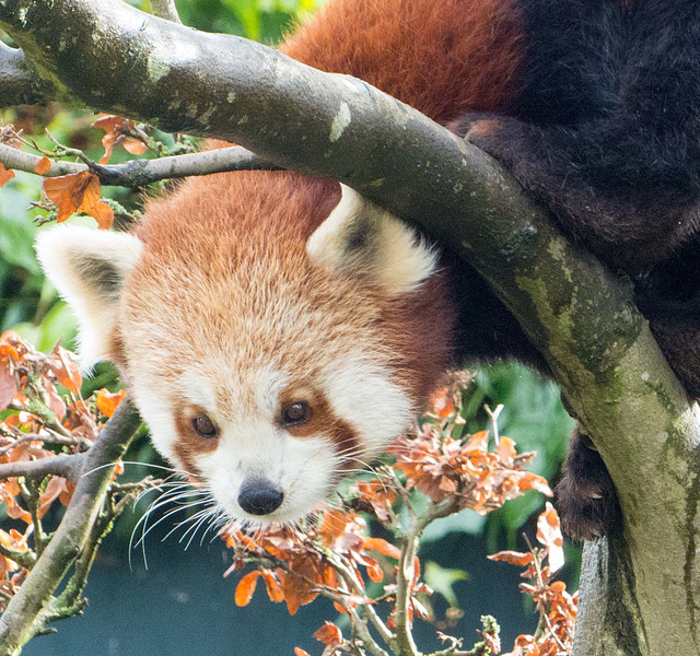 Red panda 3