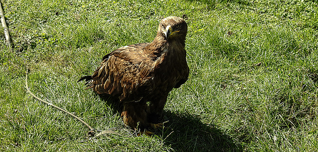 20190822 5479CPw [D~H] Steppenadler (Aquila nipalensis), Wisentgehege, Springe