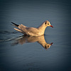 Black Headed Gull