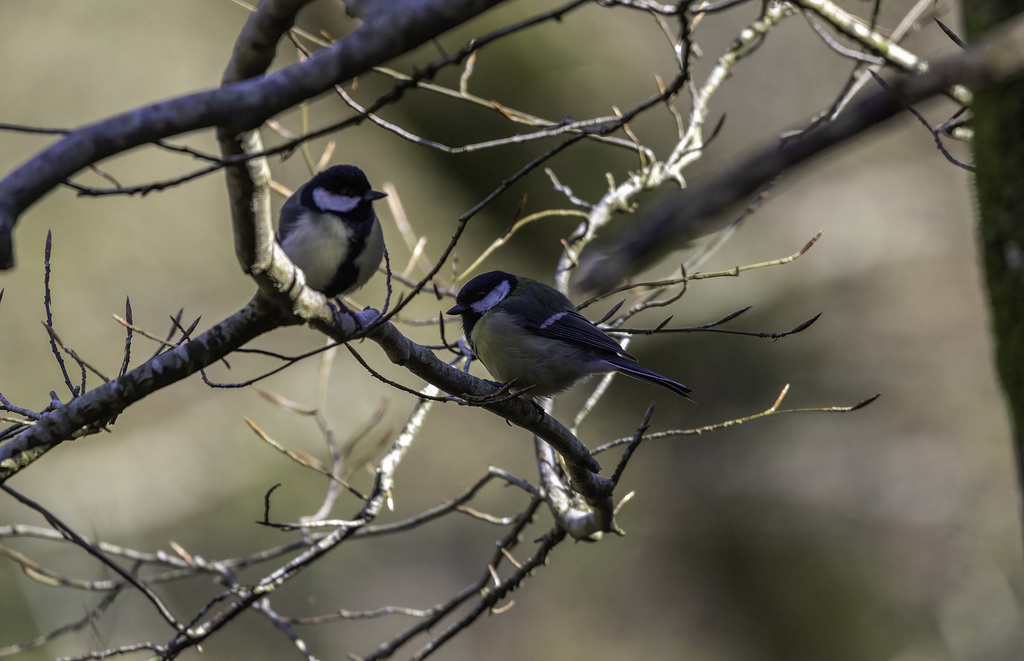 Great pair of tits