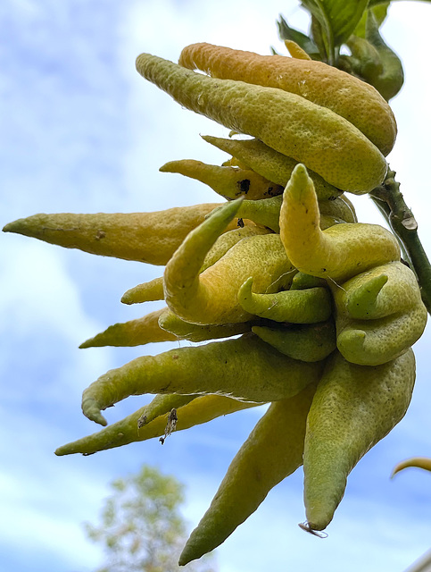 Buddha's hand 1