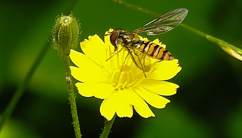 20230627 1407CPw [D~LIP] Kleinköpfiger Pippau (Crepis capillaris),Hain- Schebfliege, Bad Salzuflen