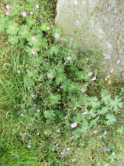 ssm - cranesbill [Geranium]