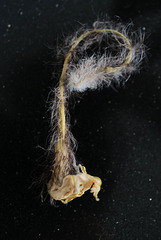 Epiphyllum anguliger, Fishbone cactus, P