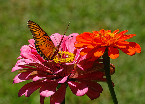 Gulf Fritillary (Agraulis vanillae)(m) on Zinnia's