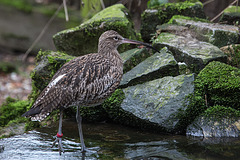 20160303 0231VRAw [D~BI] Großer Brachvogel (Numenius arquata), Tierpark Olderdissen, Bielefeld