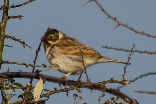 Reed Bunting - DSB 2278