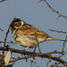 Reed Bunting - DSB 2278