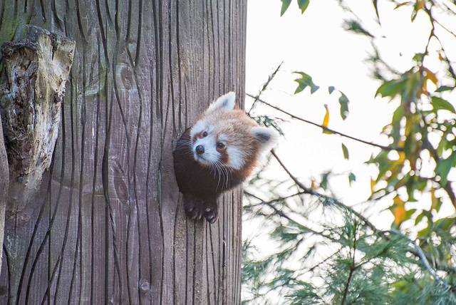 Red panda in and out of its hole..