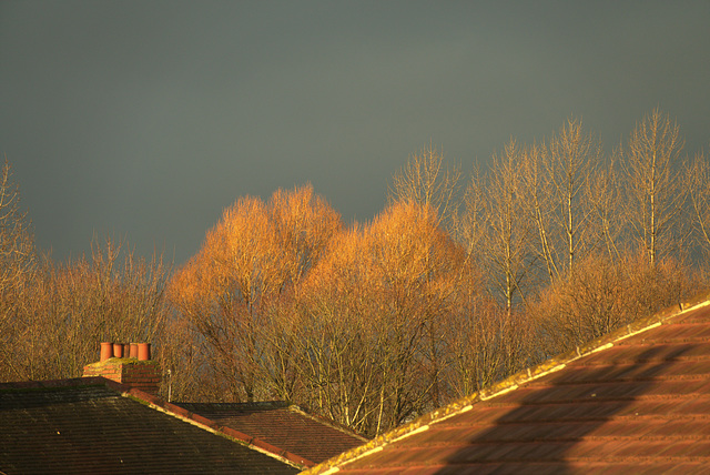 Some lovely light this morning