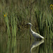 Fleurs du marais, oiseaux du marais.