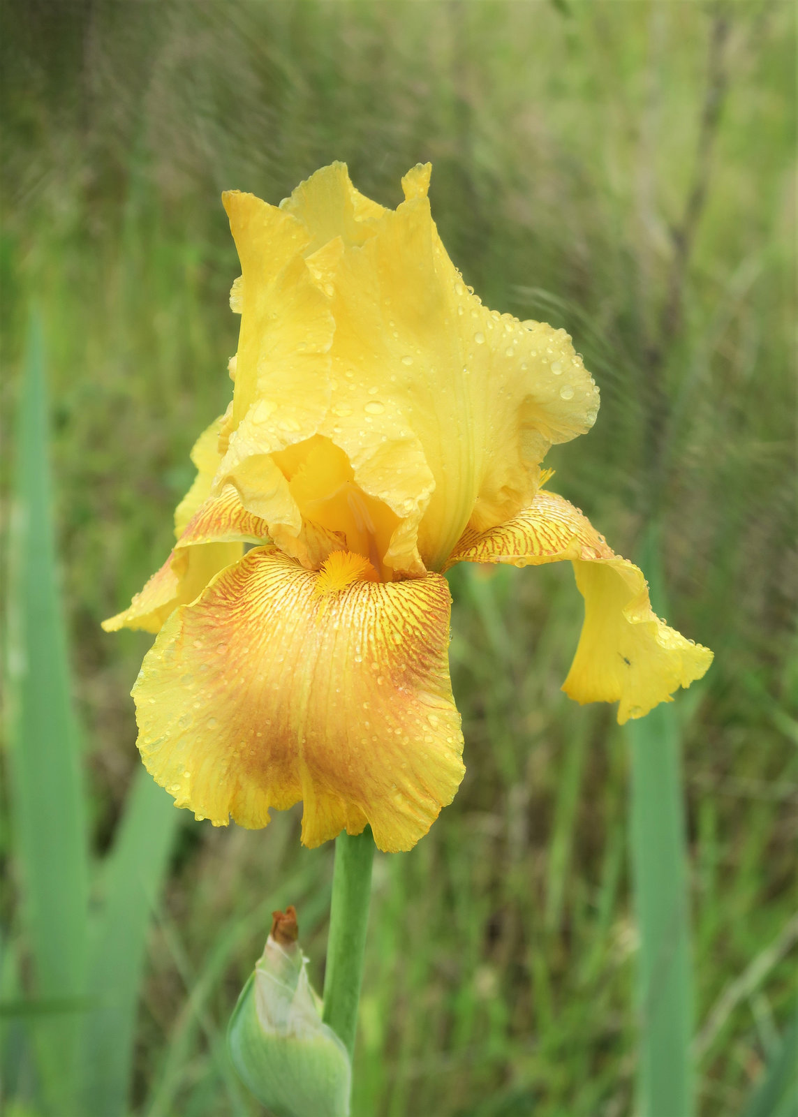 Iris 1 (Rhône, France)