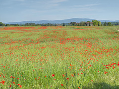 Memories of Tuscany: The Poppy fields of Tuscany
