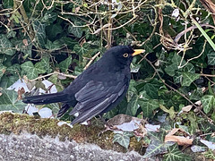 Amsel