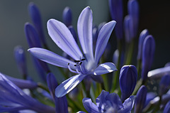 Agapanthus