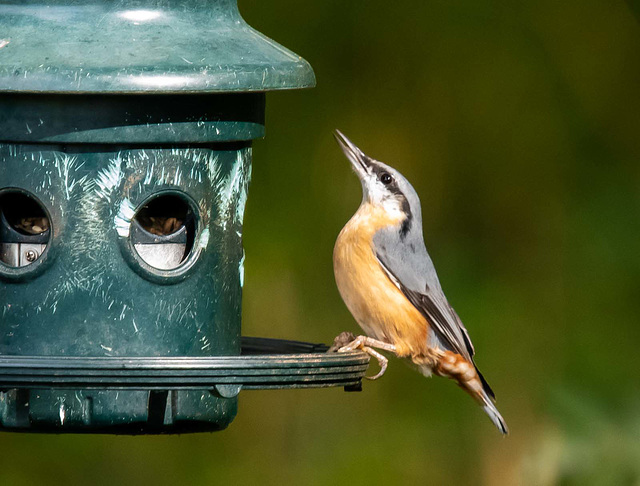 Nuthatch