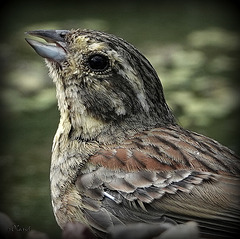 EMBERIZA CIRLUS EMBERIZA CIRLUS