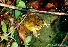 34 Garden Frog