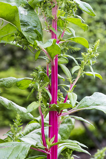 Beningbrough Hall - Rhubarb Chard 1