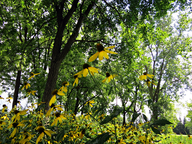 Tall Coneflowers in the park