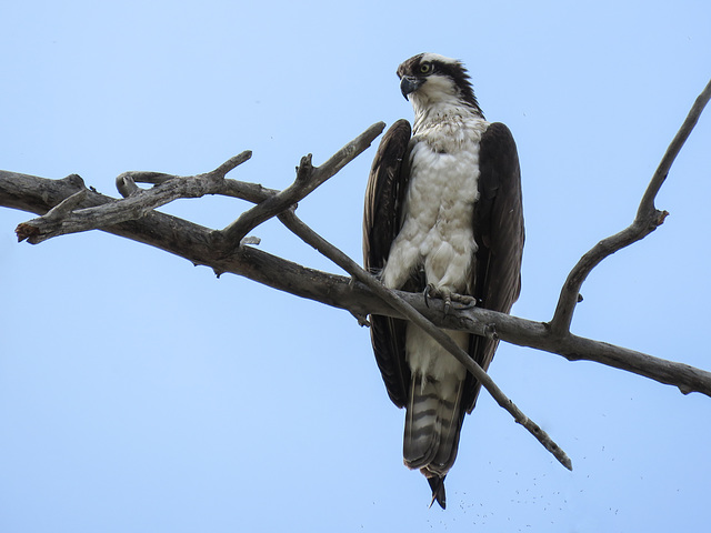 Osprey / Pandion haliaetus