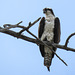 Osprey / Pandion haliaetus