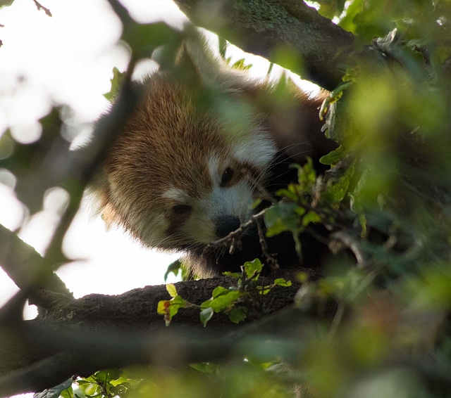 Red Panda in hiding