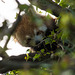 Red Panda in hiding
