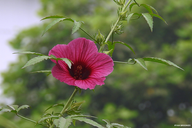 20201001-9080 Hibiscus cannabinus L.