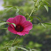 20201001-9080 Hibiscus cannabinus L.