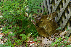 Fawn