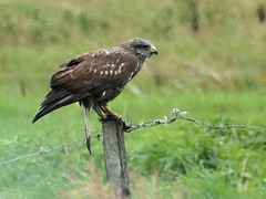 Junger Greifvogel   (Mäusebussard?)