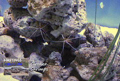 Hastings Aquarium  19 12 2022  Cleaner shrimps