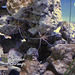 Hastings Aquarium  19 12 2022  Cleaner shrimps