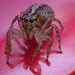 Jumping Spider