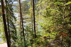 Romania, A Dense Forest on the Shore around  the Red Lake