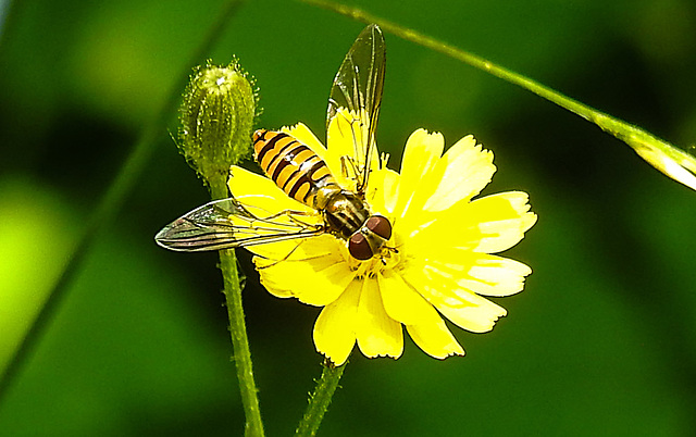 20230627 1410CPw [D~LIP] Kleinköpfiger Pippau (Crepis capillaris),Hain- Schebfliege, Bad Salzuflen