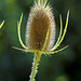 DIPSACUS