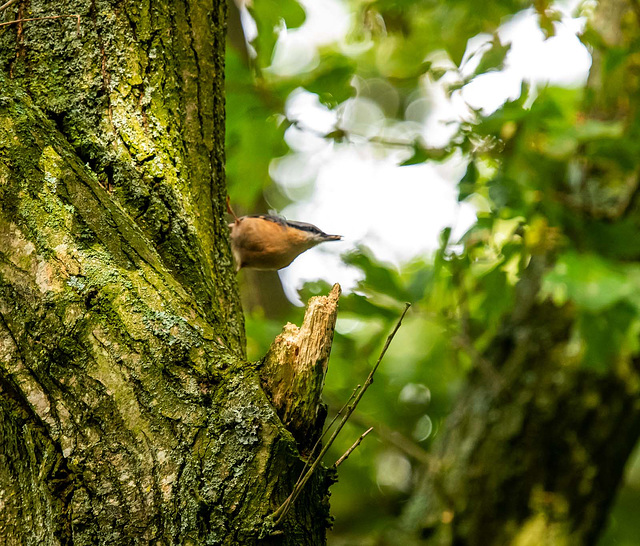 Nuthatch