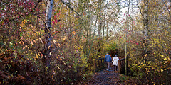 A walk in the woods