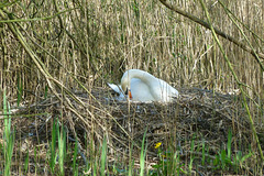 Nid de cygne