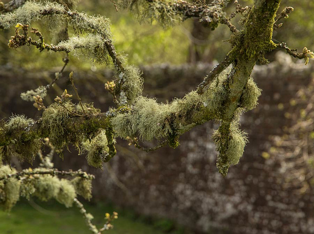 mossy apple trees in an old orchard