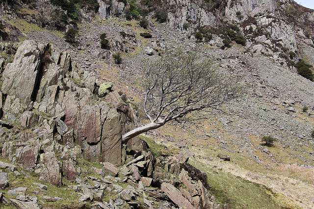 Castle Crag Borrowdale