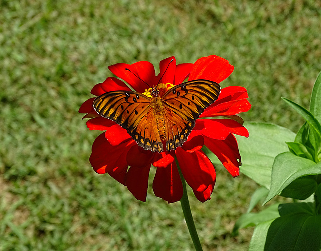 Gulf Fritillary (Agraulis vanillae)(m) on Zinnia's