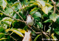 35 Pycnonotus jocosus (Red-whiskered Bulbul)