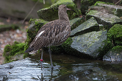 20160303 0232VRAw [D~BI] Großer Brachvogel (Numenius arquata), Tierpark Olderdissen, Bielefeld