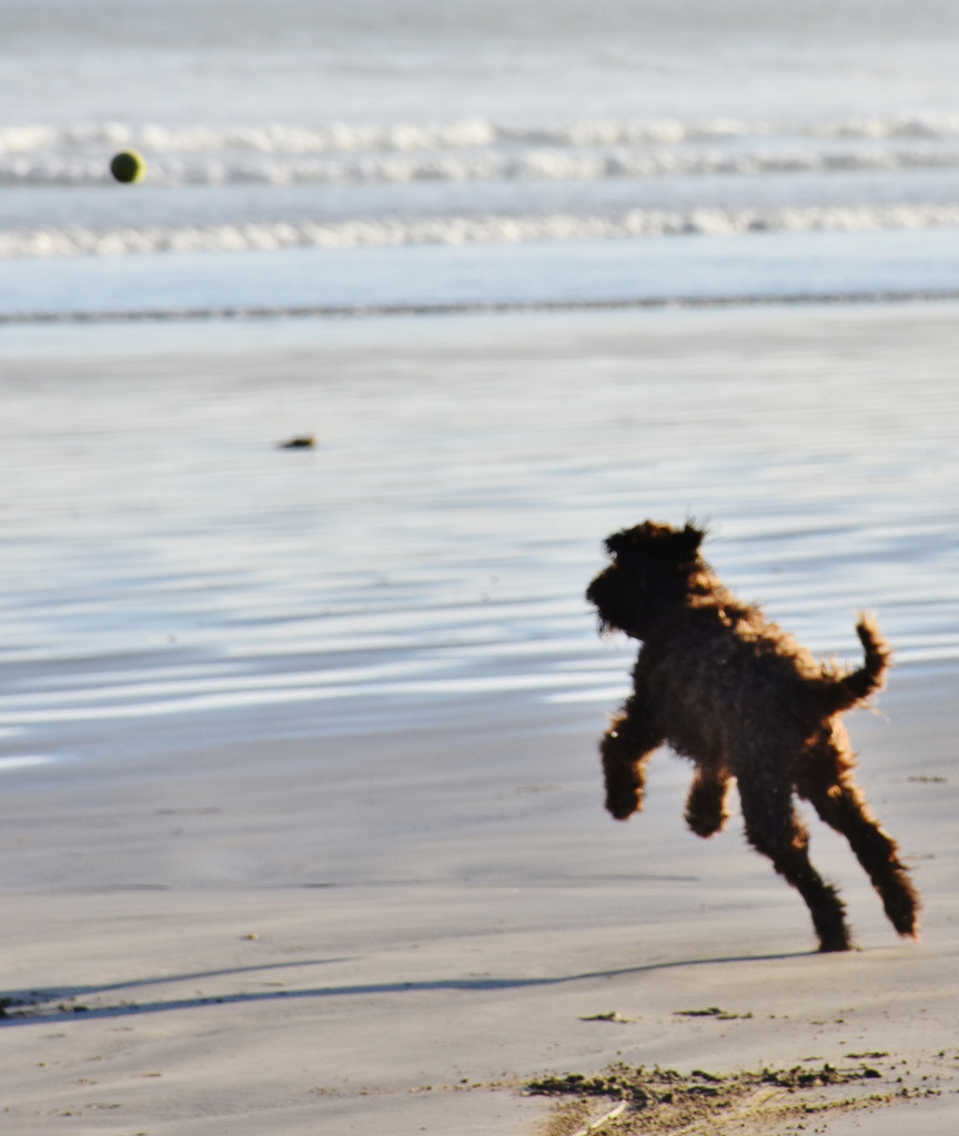 our doggies at the beach